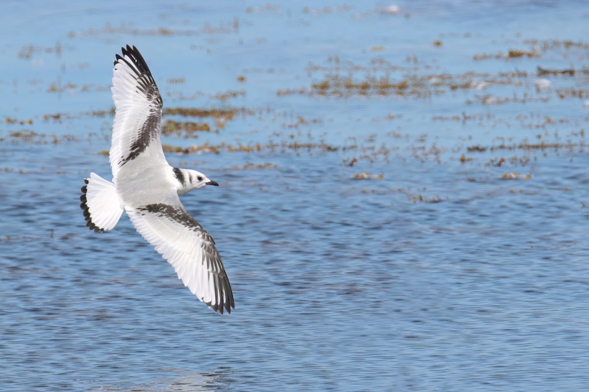 Black-legged Kittiwake - Eric Mozas Casamayor