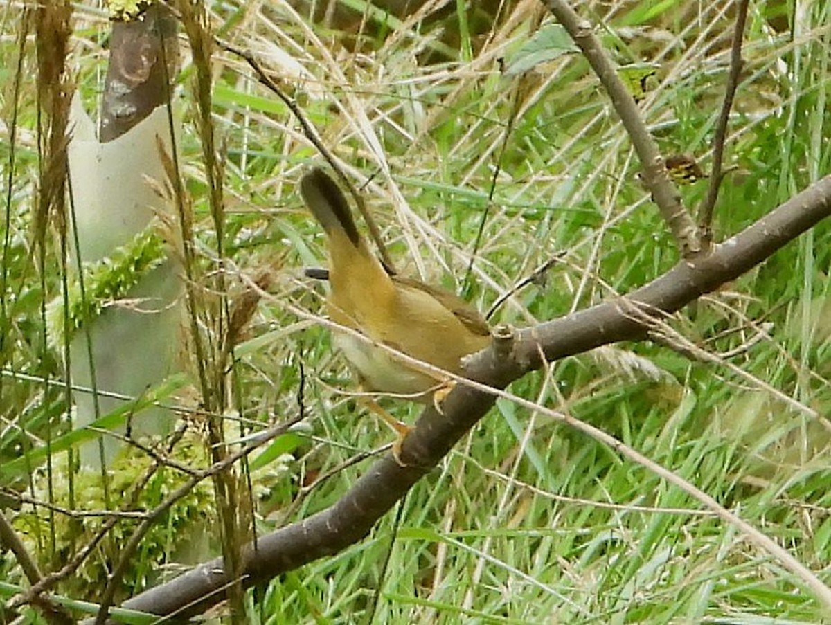 Radde's Warbler - ML616909103