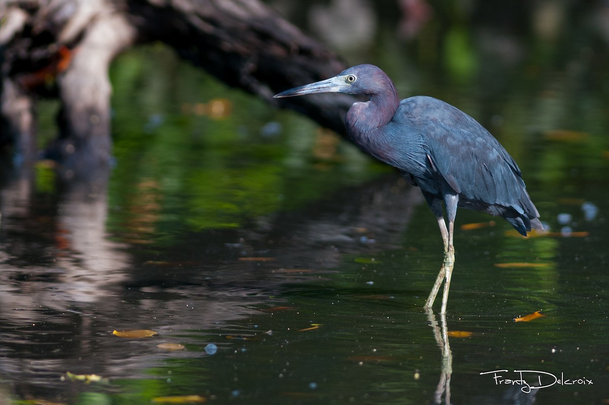 Little Blue Heron - ML61690911