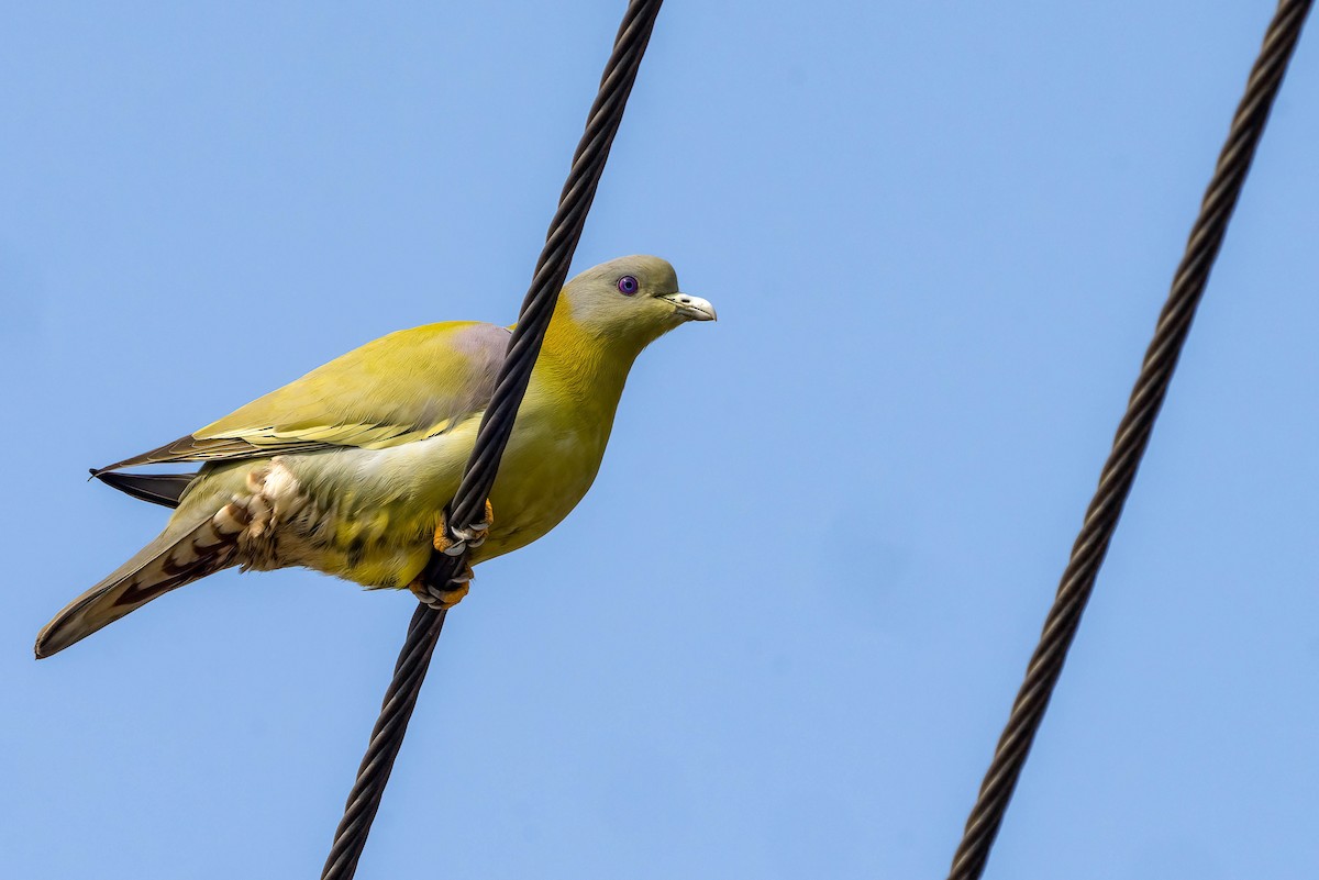 Yellow-footed Green-Pigeon - ML616909164