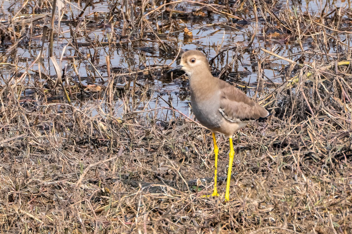 White-tailed Lapwing - ML616909184