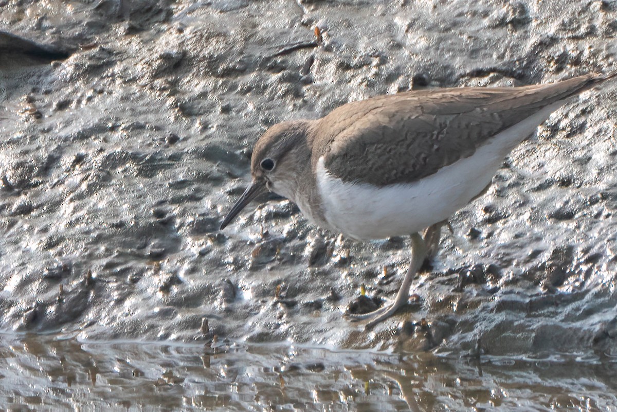 Common Sandpiper - ML616909197