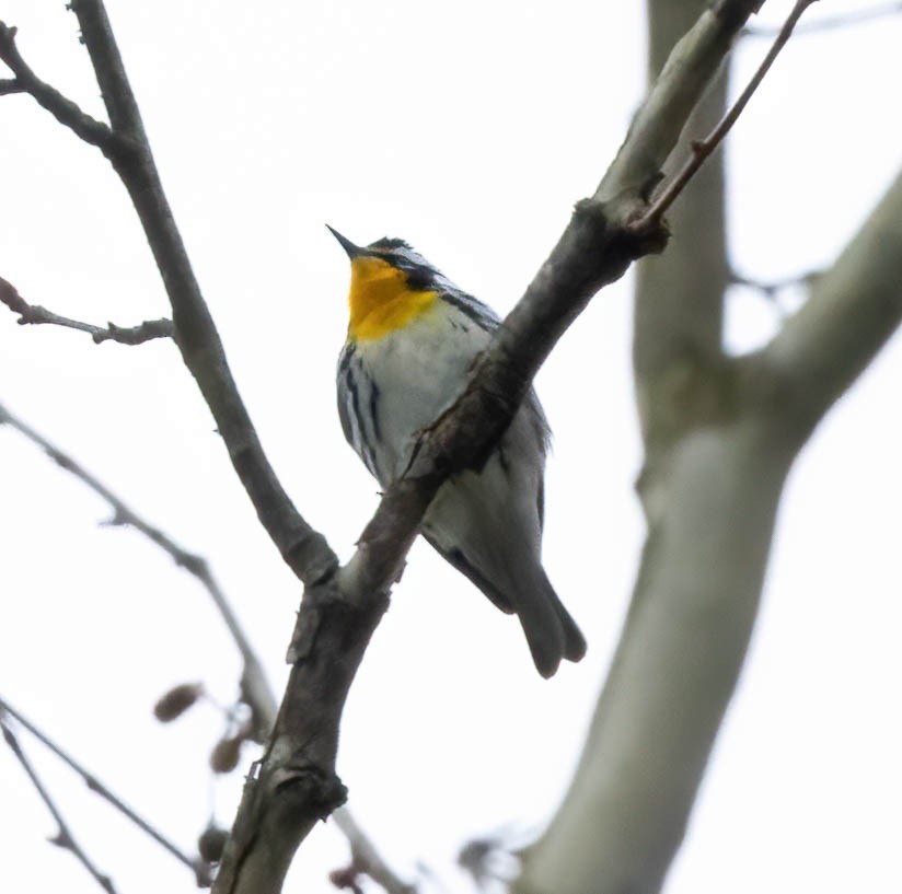 Yellow-throated Warbler - ML616909215