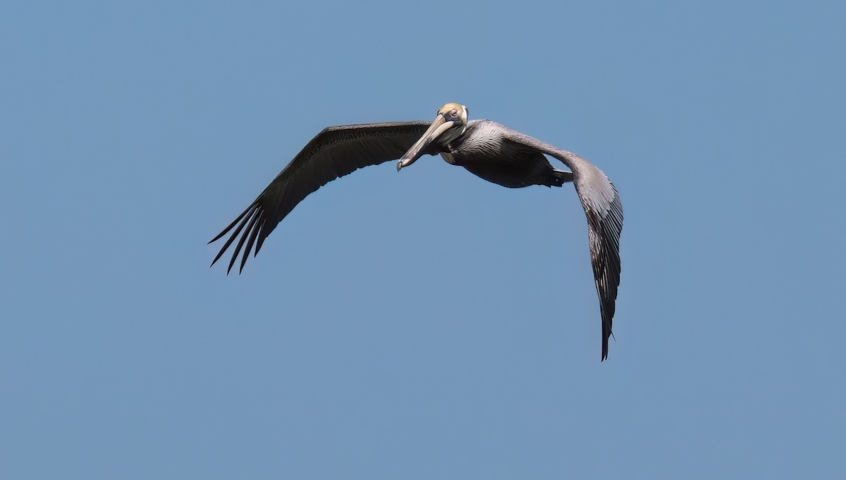 Brown Pelican - ML616909233