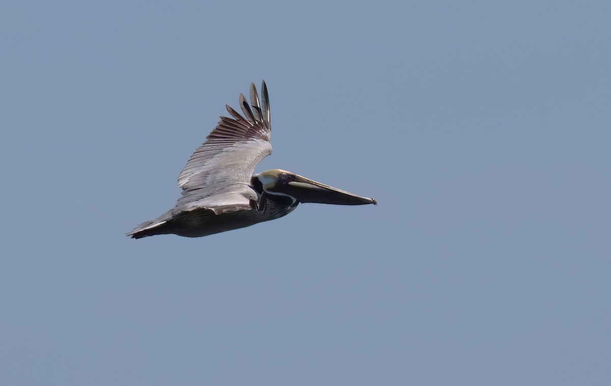Brown Pelican - ML616909234