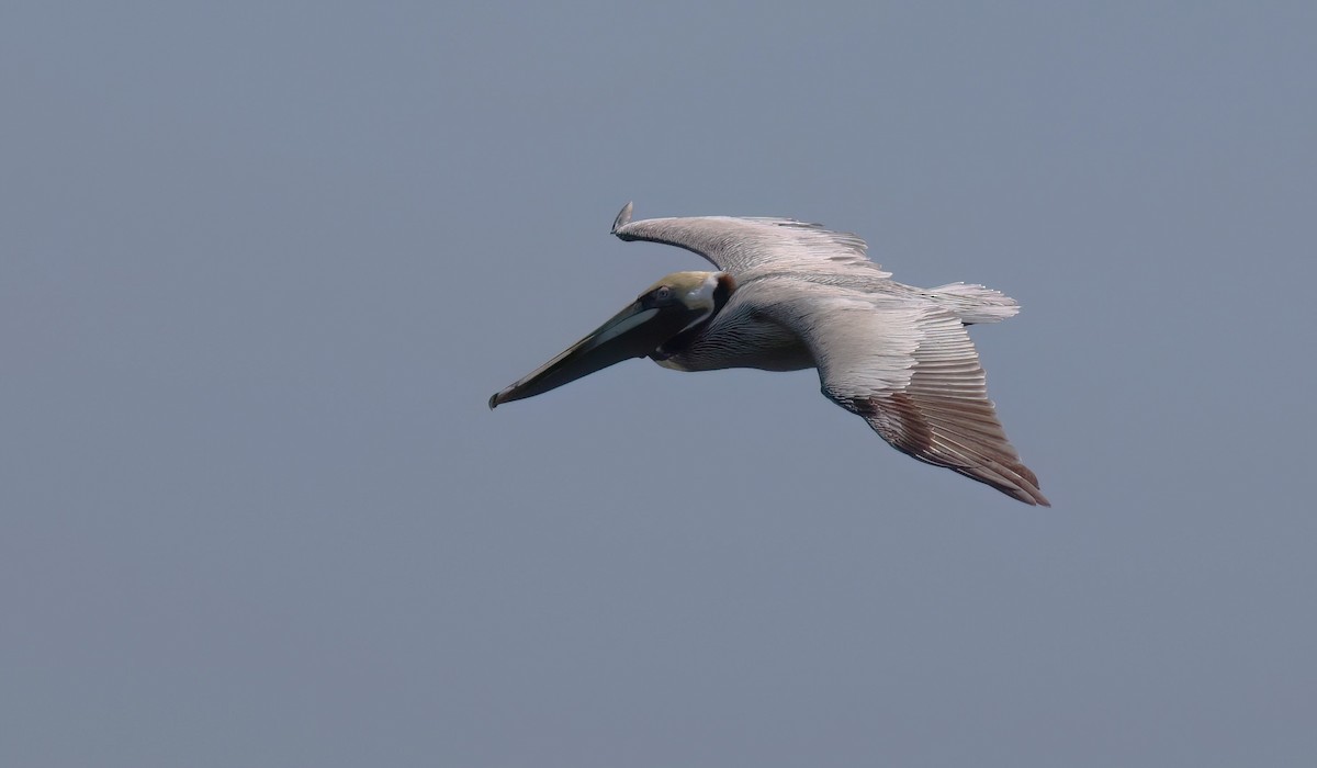 Brown Pelican - ML616909236