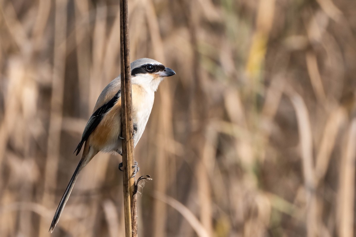 Long-tailed Shrike - ML616909245