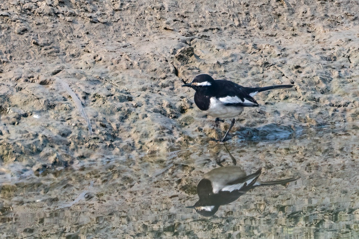 White-browed Wagtail - ML616909265