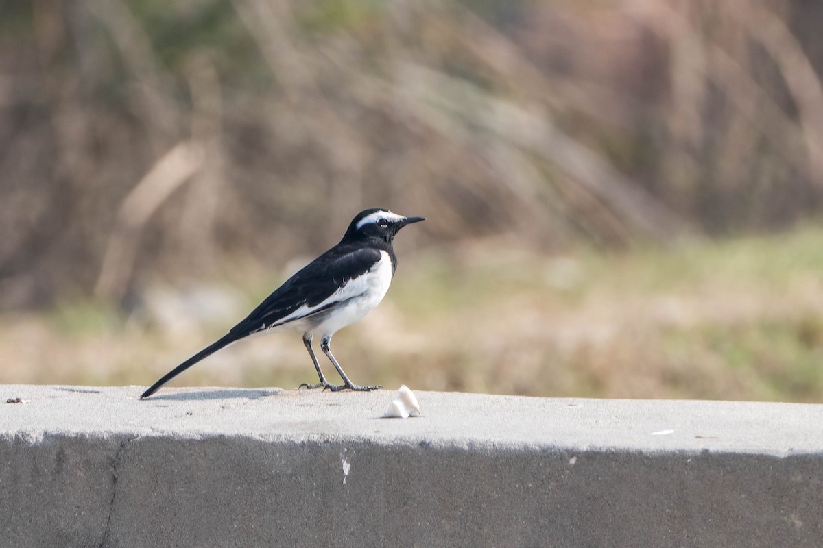 White-browed Wagtail - ML616909266
