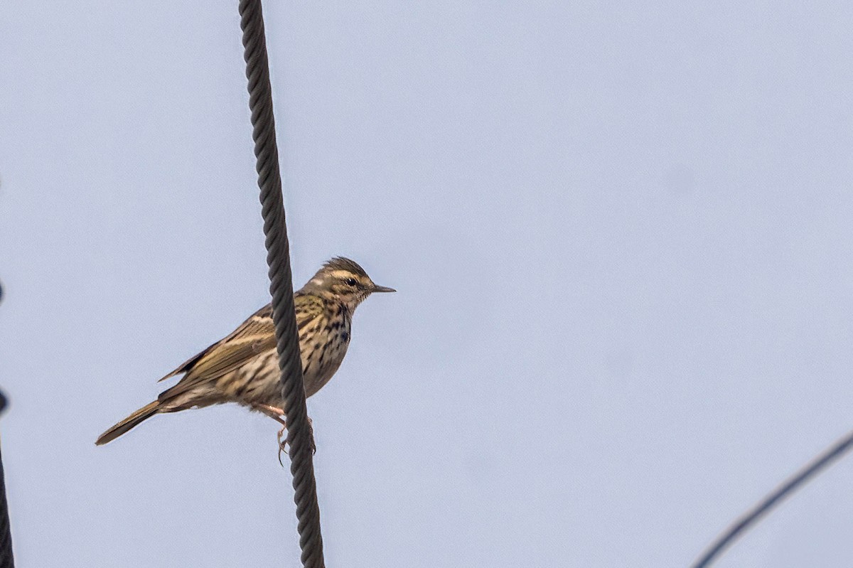 Rosy Pipit - ML616909276