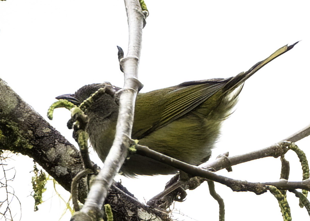 Dusky Chlorospingus - Luc Tremblay