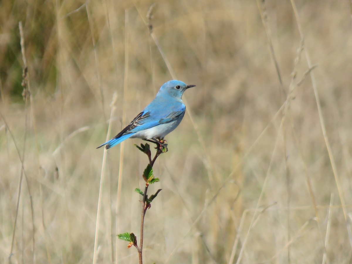 Mountain Bluebird - greg robertson