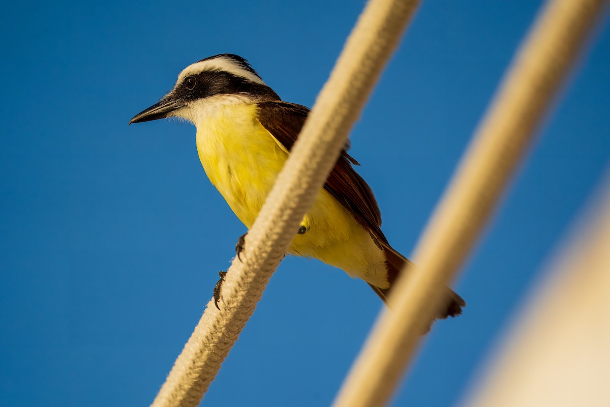 Great Kiskadee - ML616909403