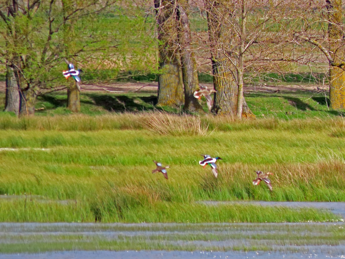 Blue-winged Teal - Jorge  Leonor González