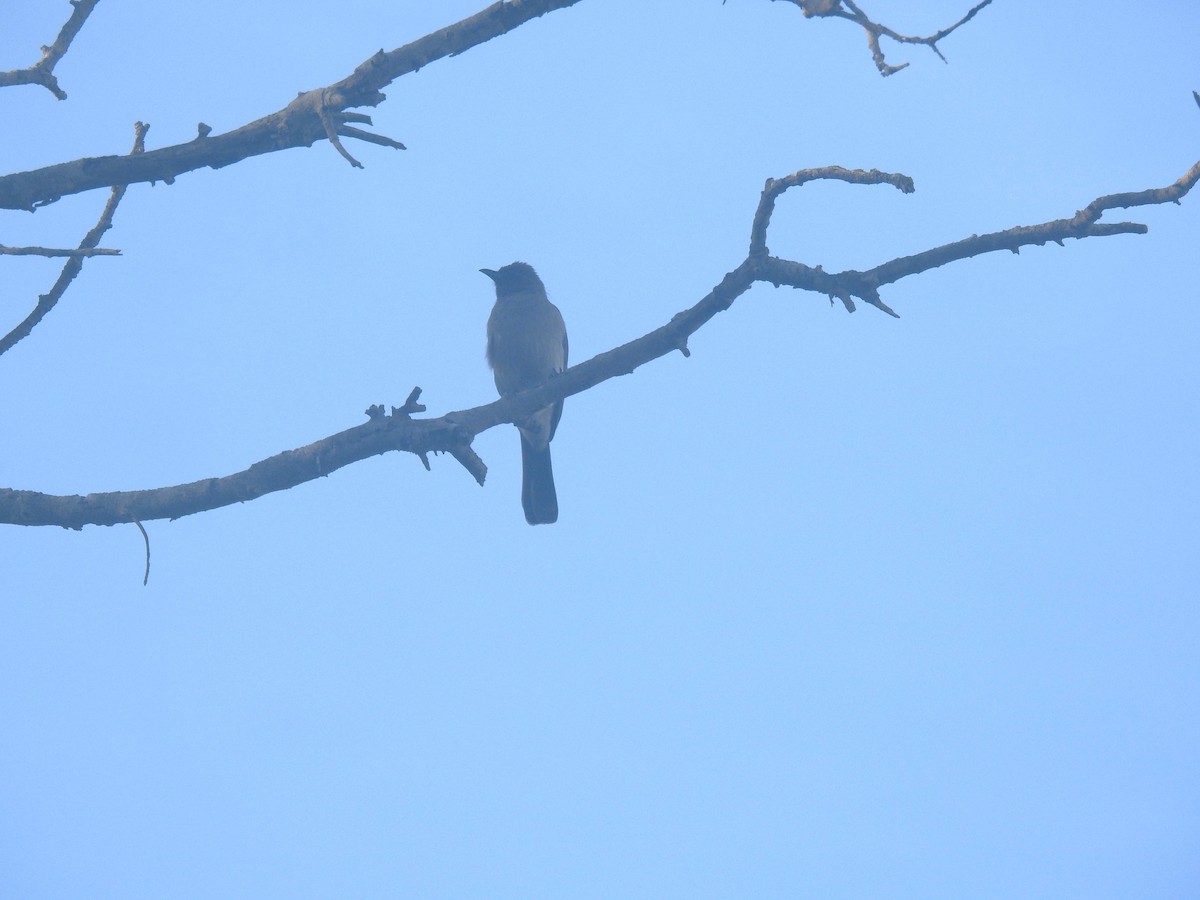 Bulbul des jardins - ML616909432