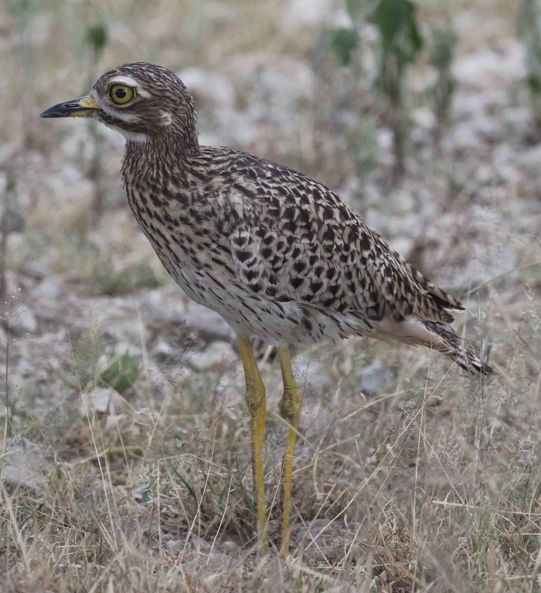 Spotted Thick-knee - ML616909448