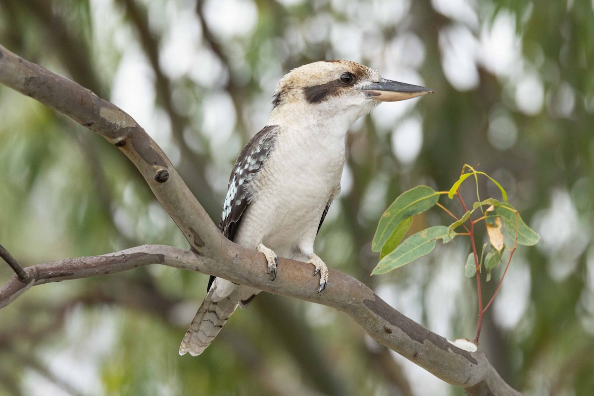 Laughing Kookaburra - ML616909476