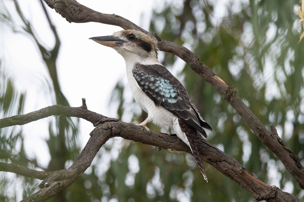 Laughing Kookaburra - ML616909477