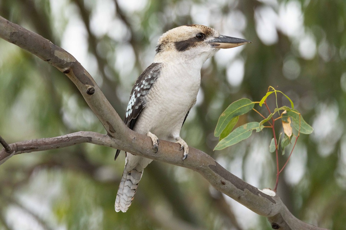 Laughing Kookaburra - Eric VanderWerf