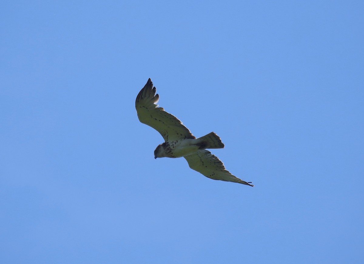 Short-toed Snake-Eagle - Marta Cuesta Fernández