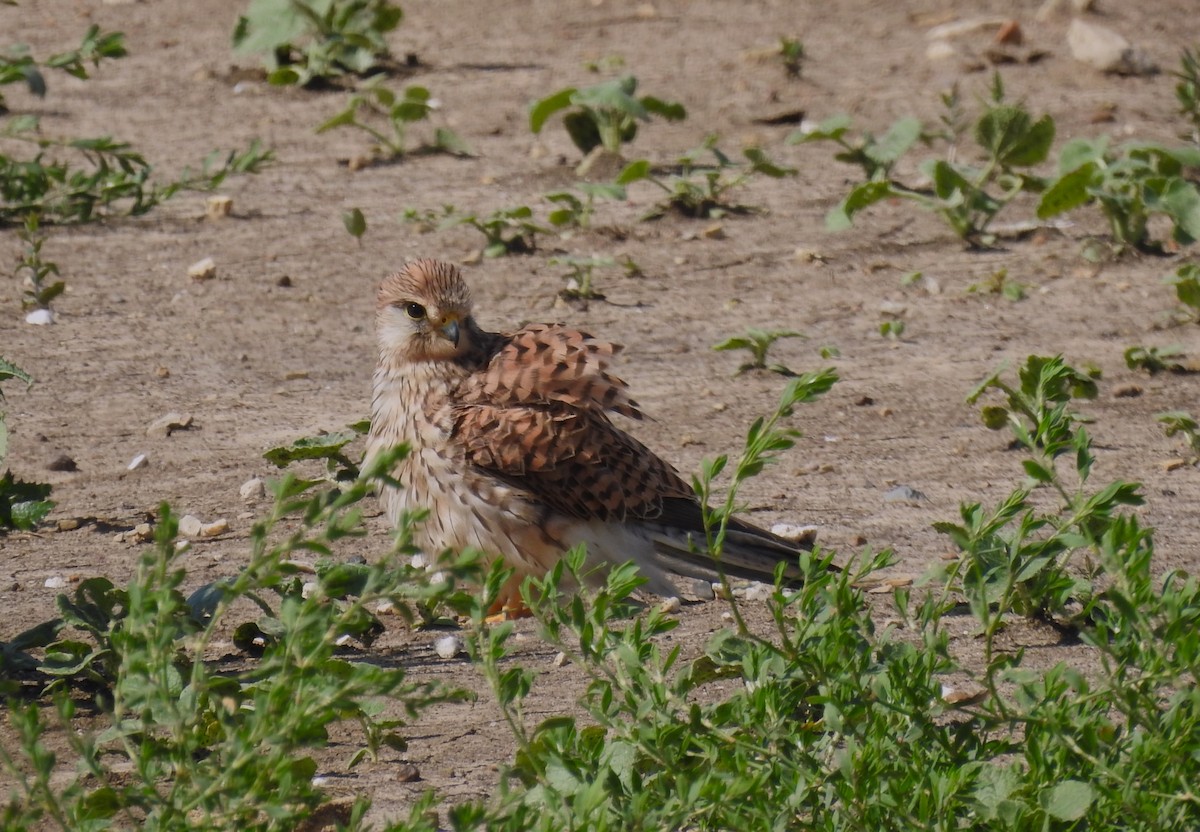 Eurasian Kestrel - Marta Cuesta Fernández