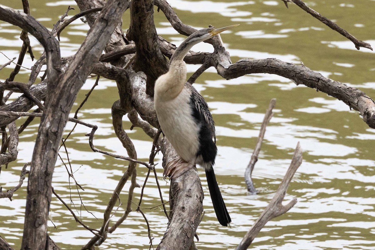 anhinga australská - ML616909584