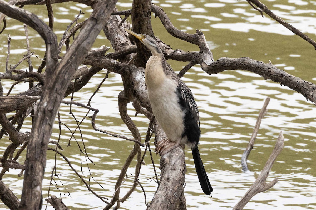 Austral-Schlangenhalsvogel - ML616909585