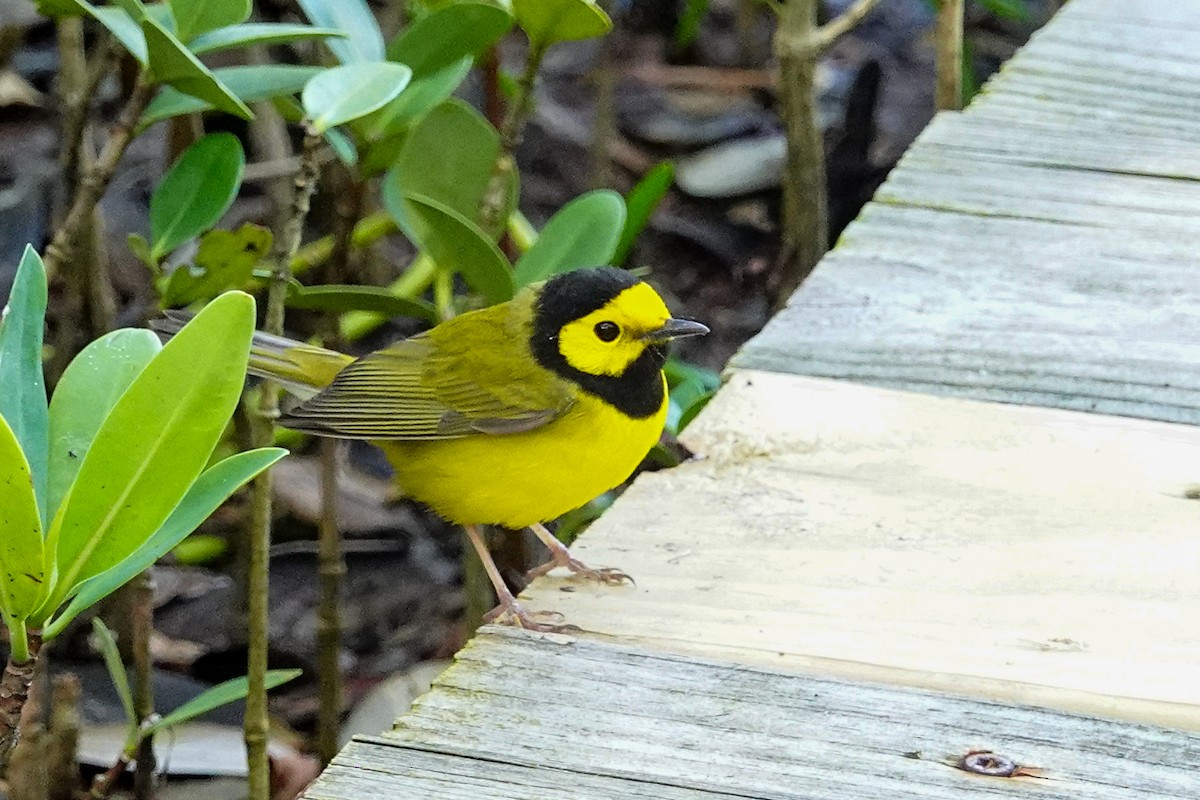 Hooded Warbler - ML616909608