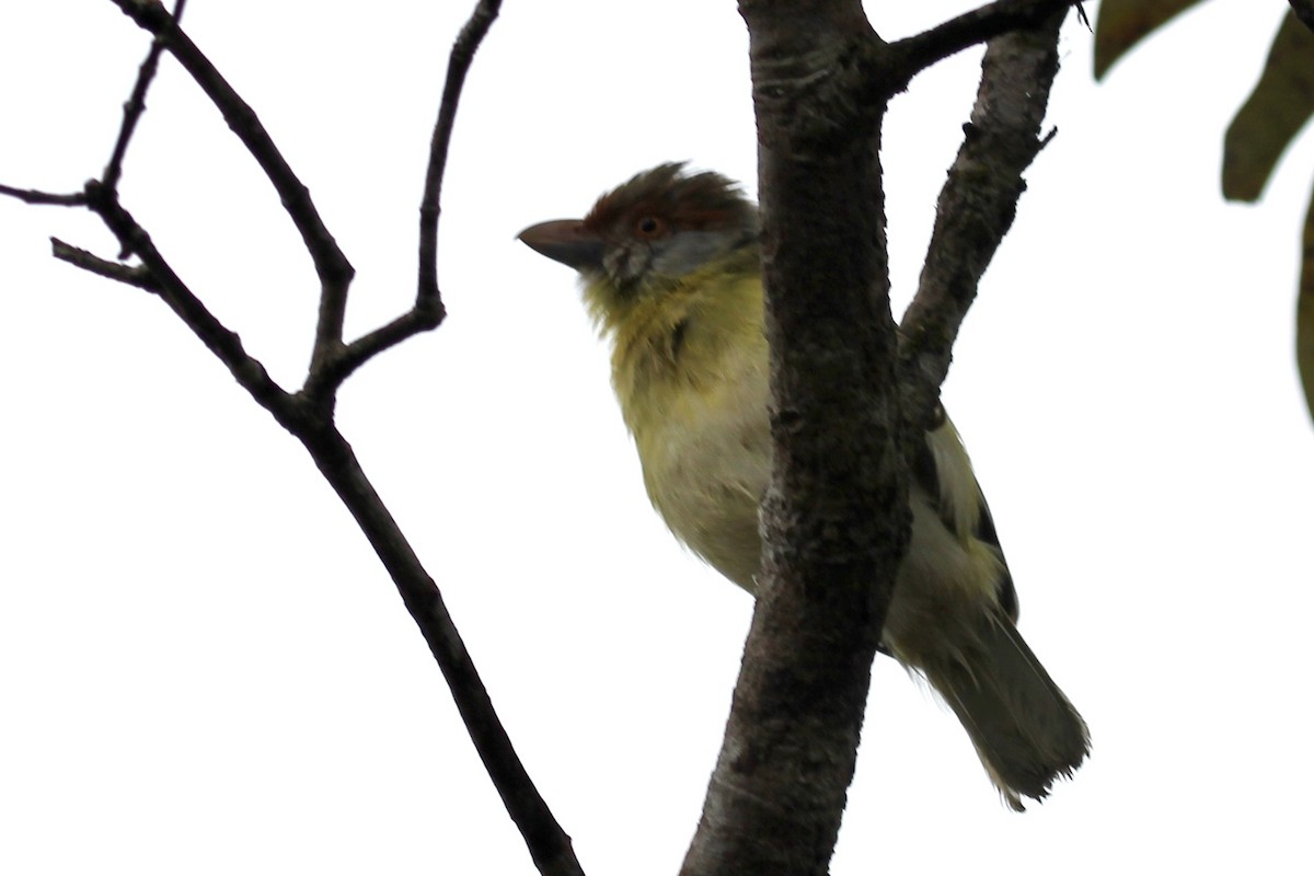 Rufous-browed Peppershrike - ML616909625