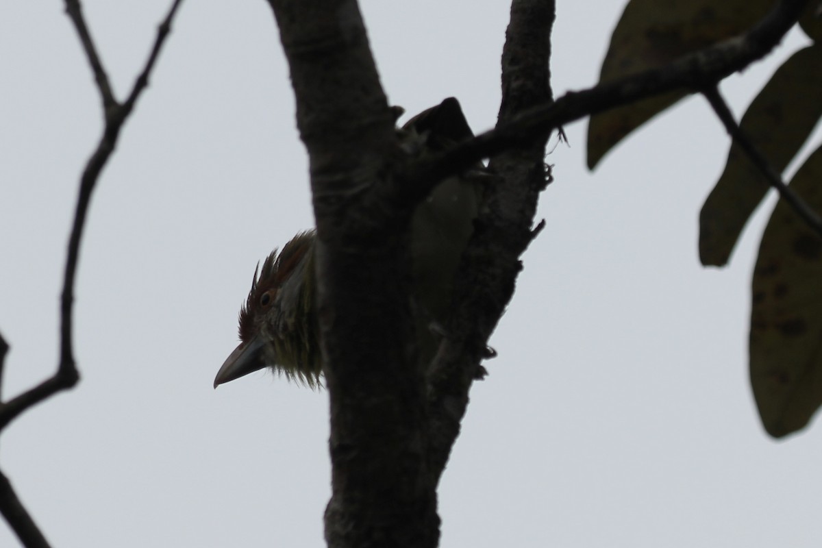 Rufous-browed Peppershrike - ML616909626