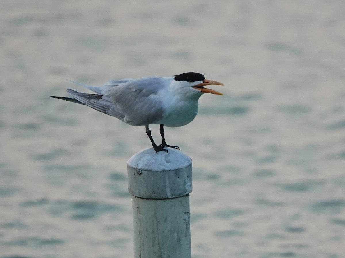 Royal Tern - ML616909652