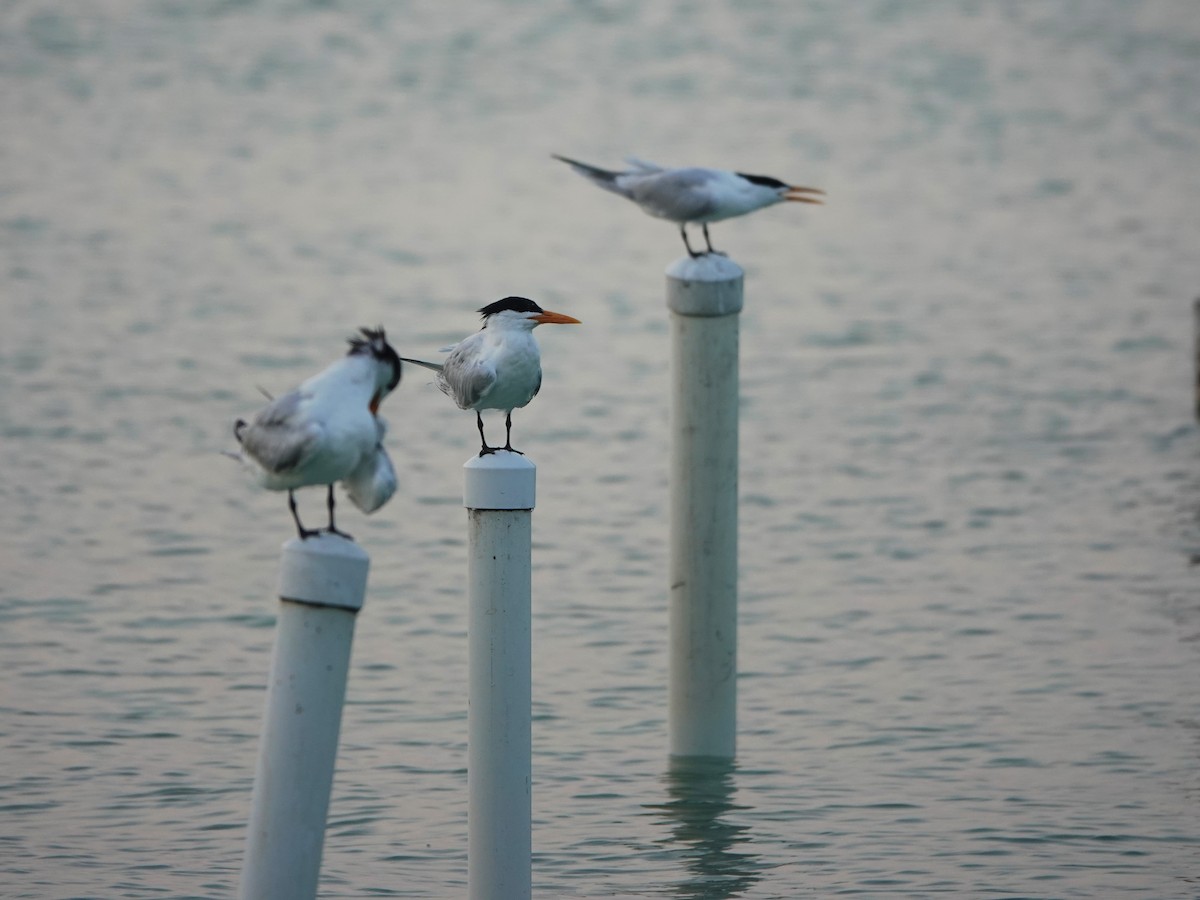 Royal Tern - ML616909655