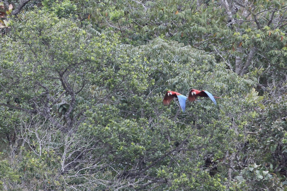 Red-and-green Macaw - ML616909677