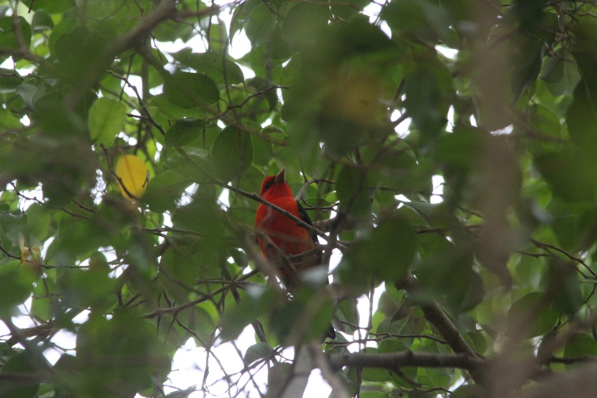 Scarlet Tanager - Paul 🐈🔭🦜 Rodríguez @elpuma