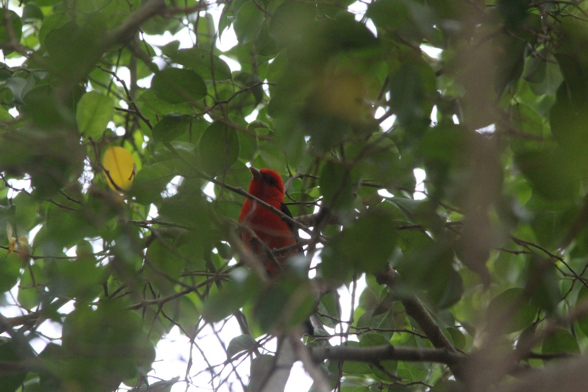 Scarlet Tanager - Paul 🐈🔭🦜 Rodríguez @elpuma