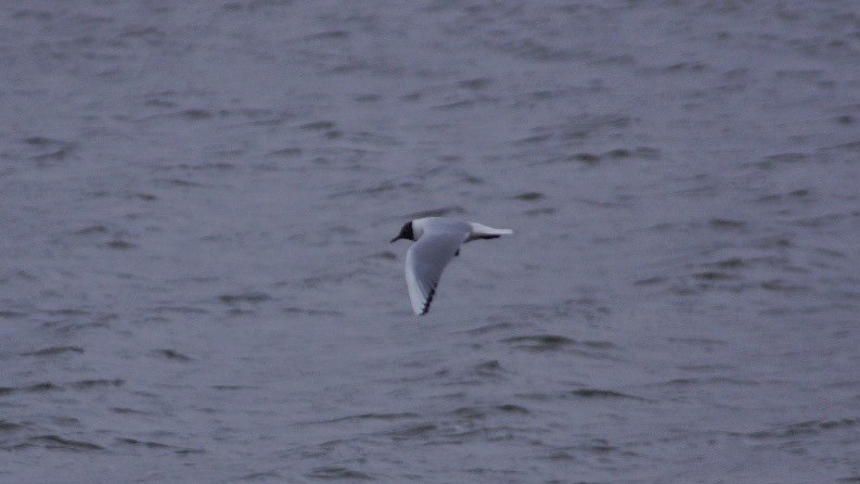 Mouette rieuse - ML616909703