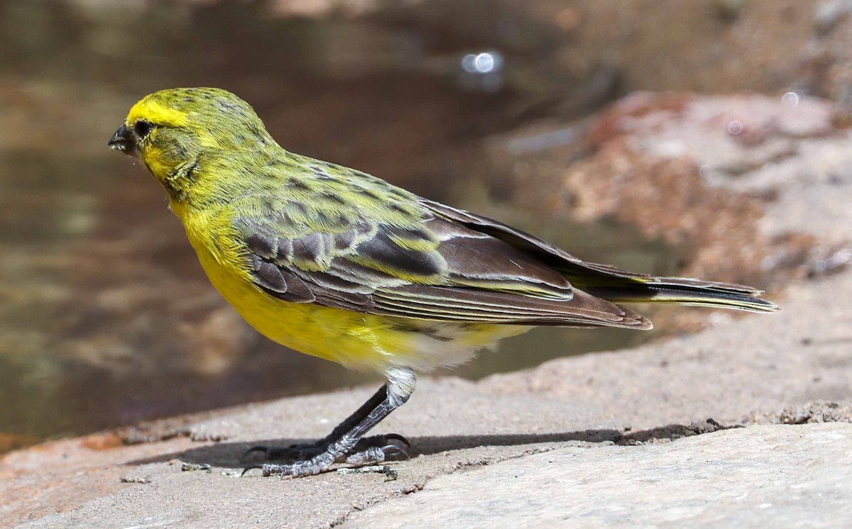 Serin du Mozambique - ML616909704