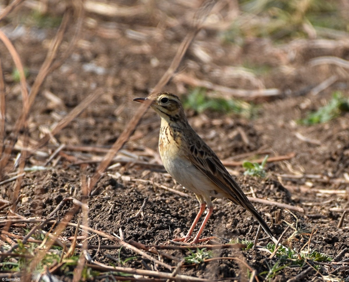 Richard's Pipit - ML616909719