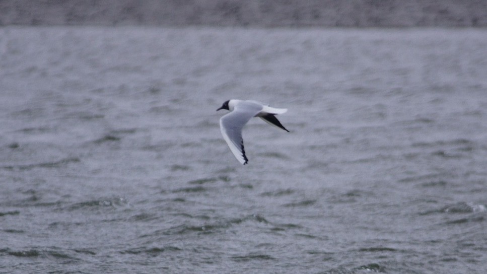 Black-headed Gull - ML616909724