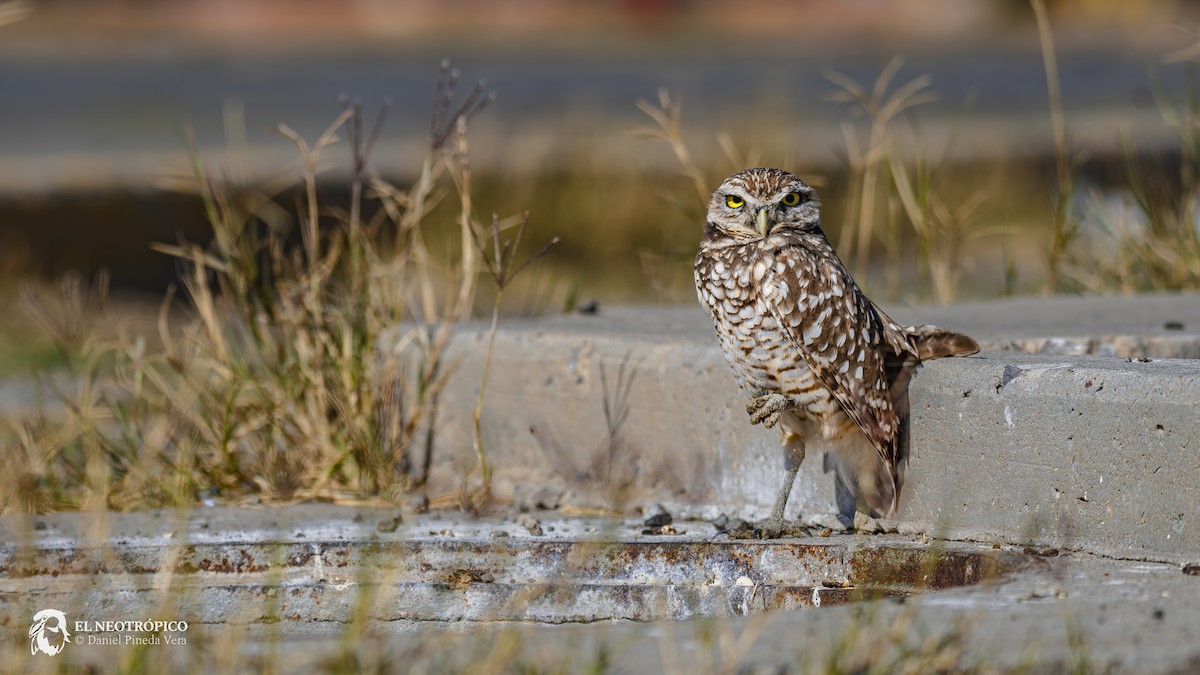 Burrowing Owl - Daniel Pineda Vera