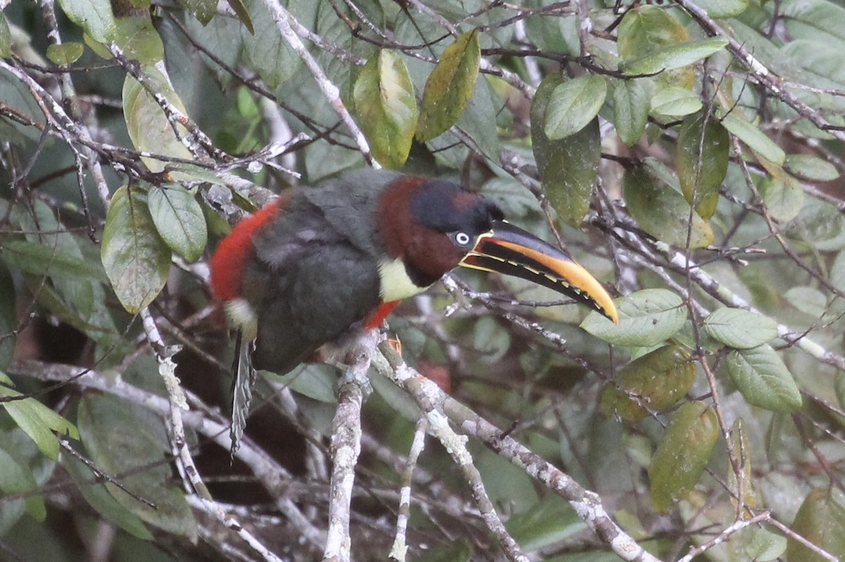 Chestnut-eared Aracari - Tim Cowley