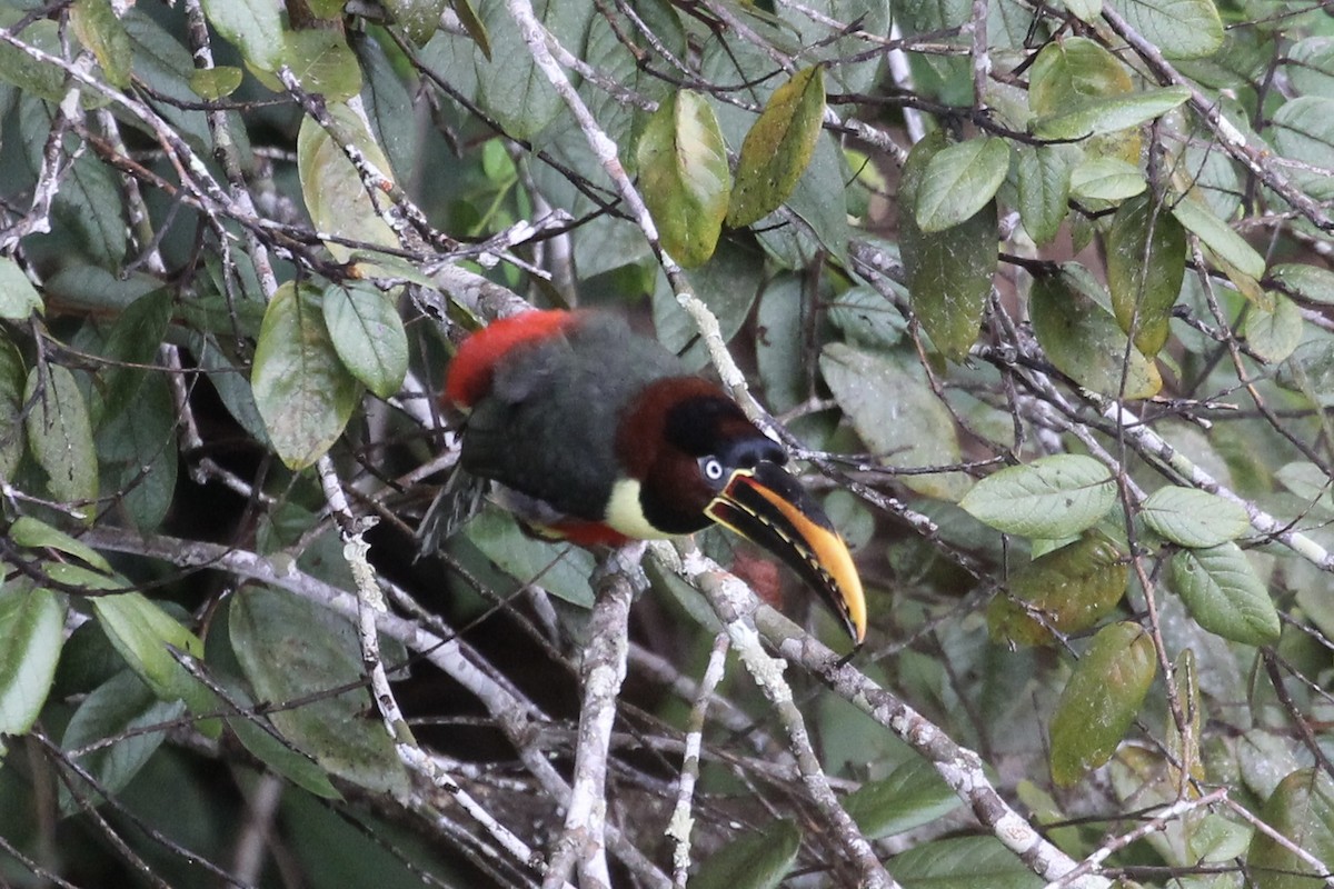 Chestnut-eared Aracari - Tim Cowley