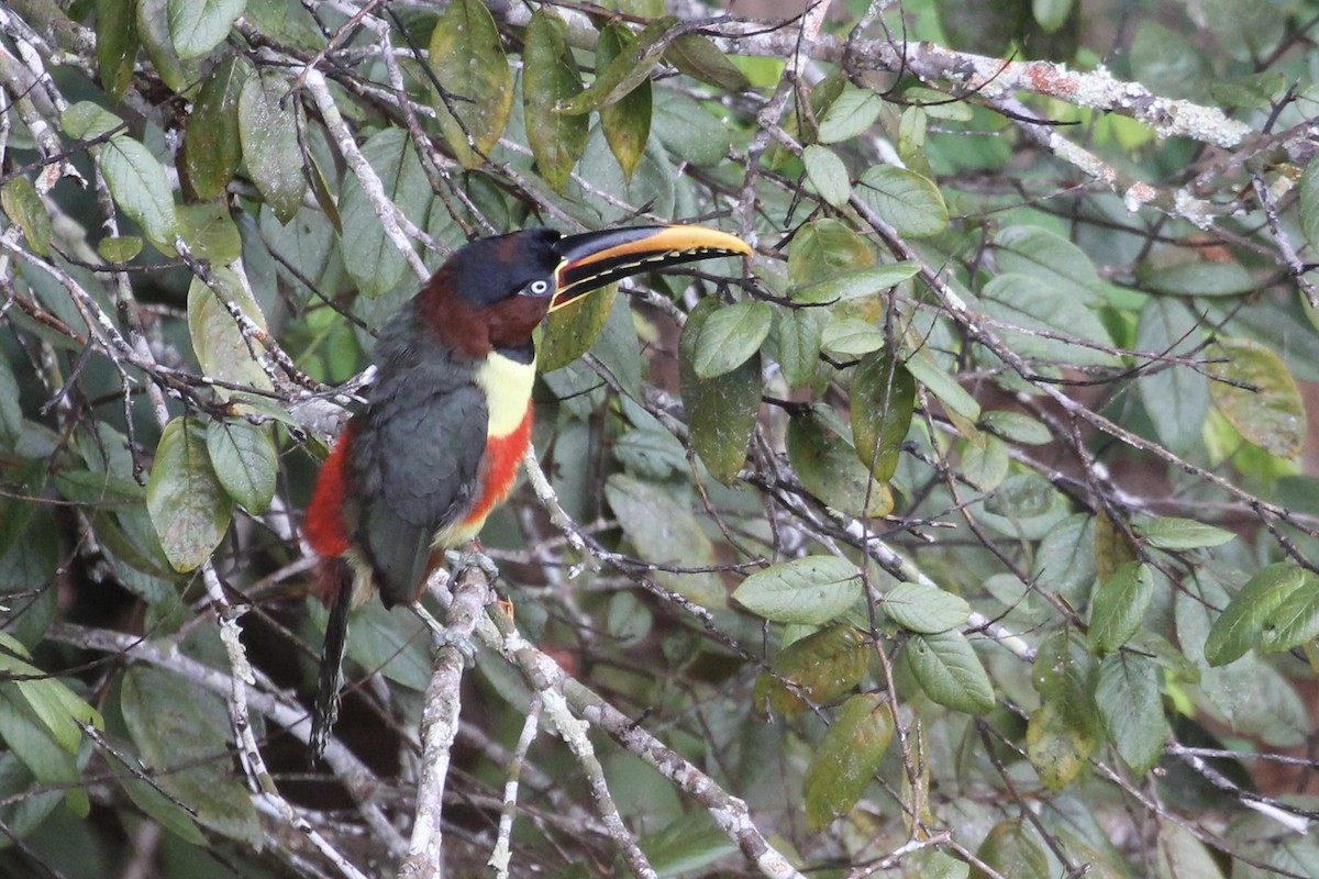 Chestnut-eared Aracari - Tim Cowley