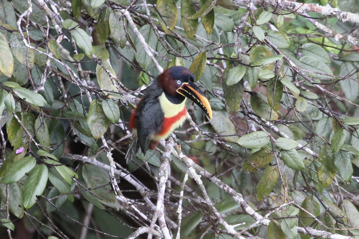 Chestnut-eared Aracari - Tim Cowley