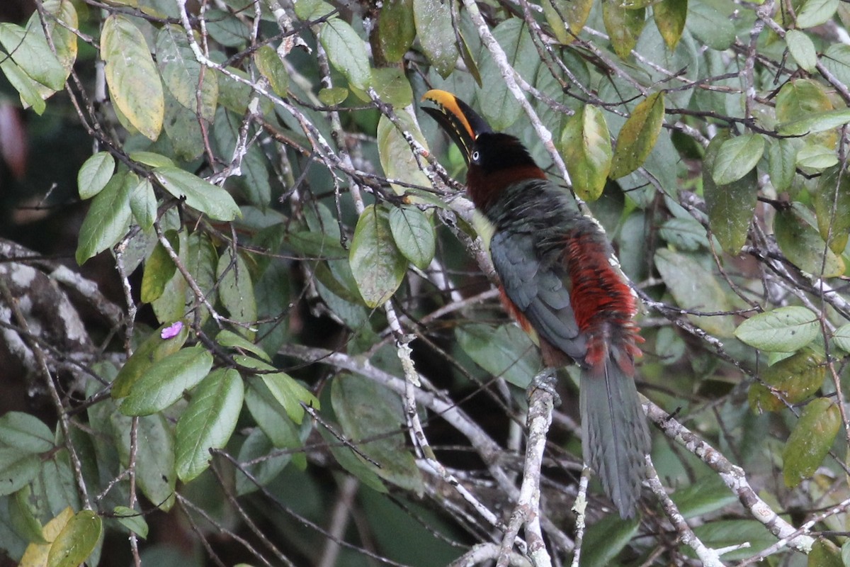 Chestnut-eared Aracari - Tim Cowley