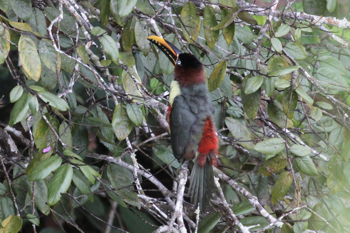 Chestnut-eared Aracari - Tim Cowley