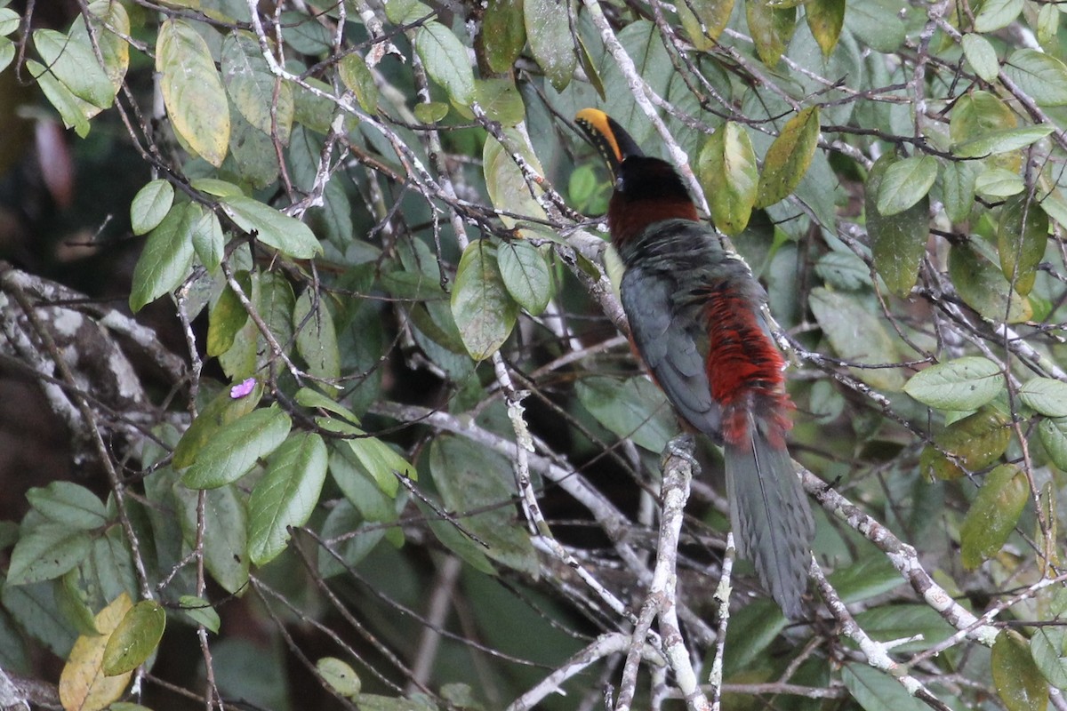 Chestnut-eared Aracari - Tim Cowley