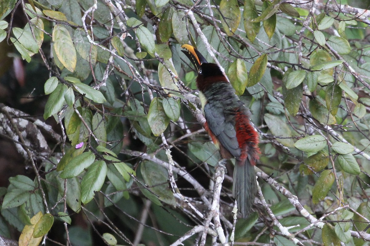 Chestnut-eared Aracari - Tim Cowley