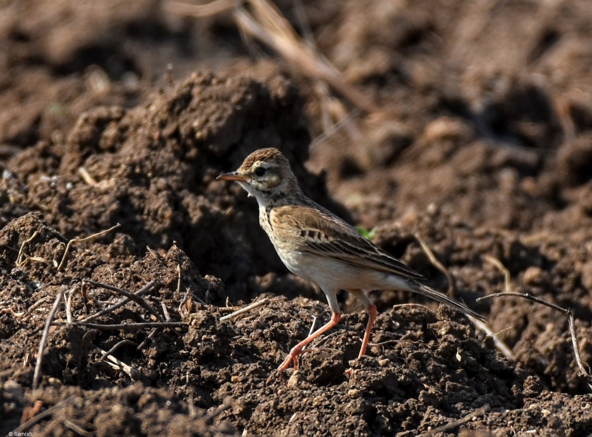 Blyth's Pipit - ML616909766