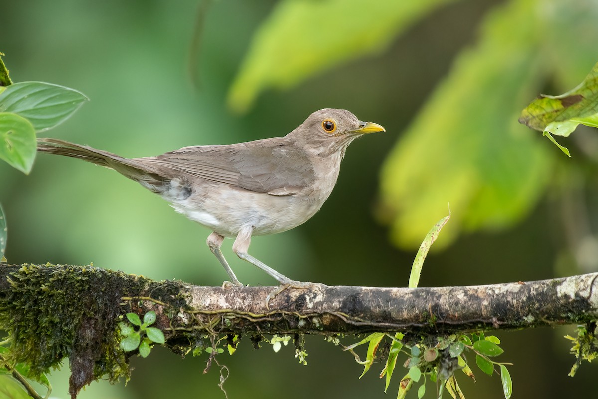 Ecuadorian Thrush - Eric Ripma